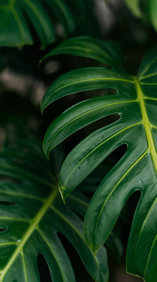 Why Every Therapist Would Prescribe a Faux Green Plant