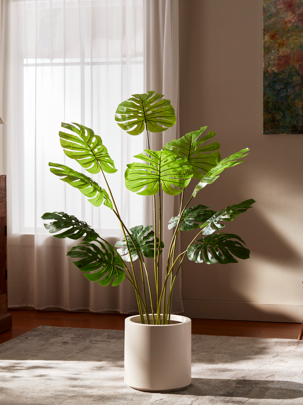 Monstera Statement