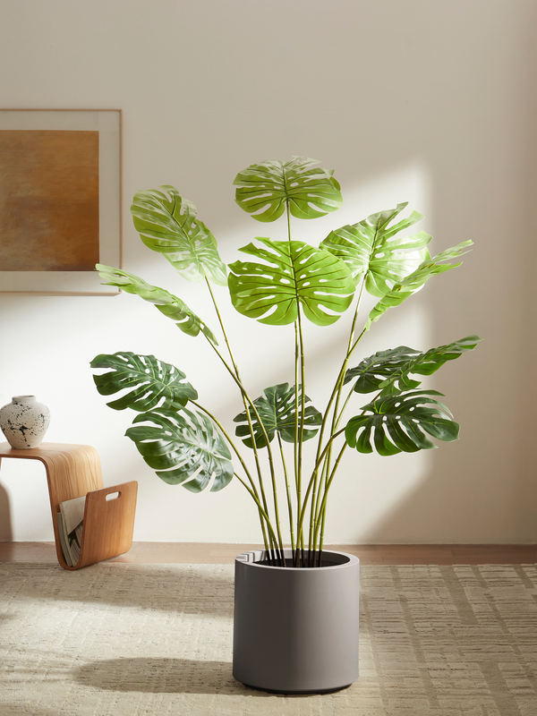 Monstera Statement