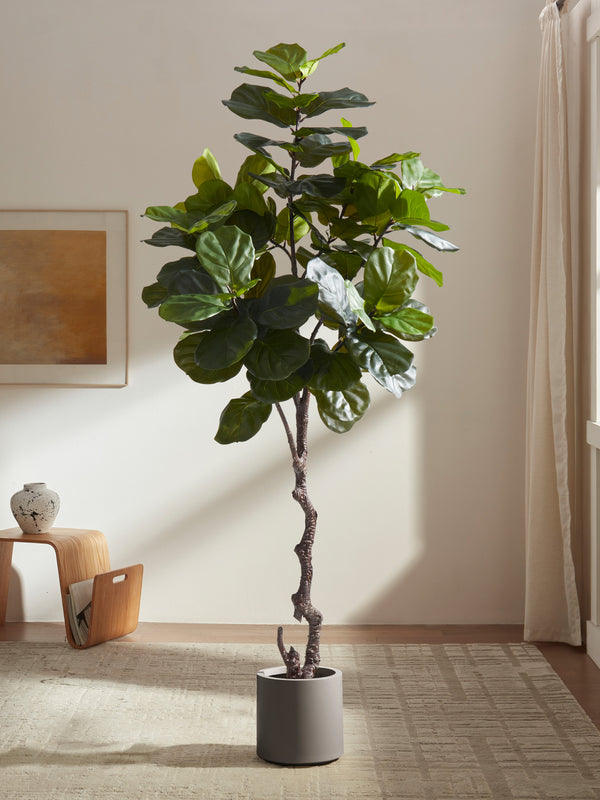 Iconic Ficus Fiddle