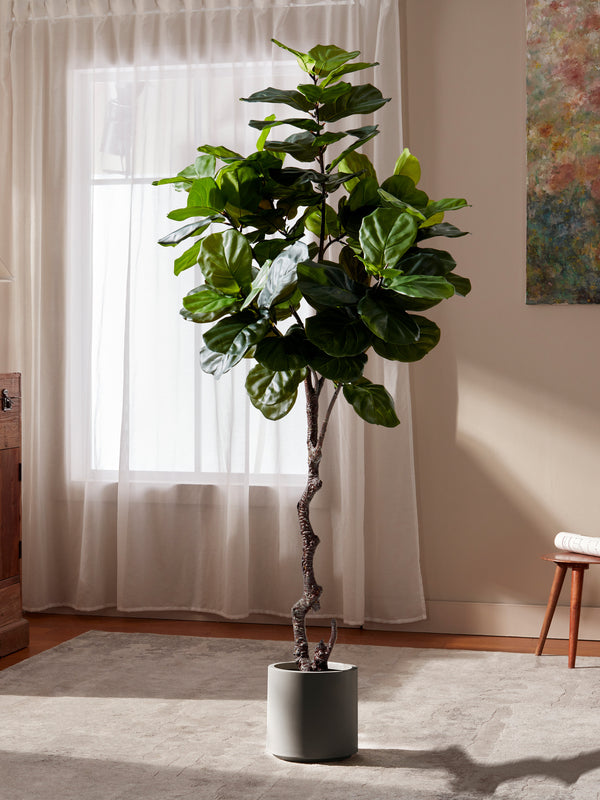 Iconic Ficus Fiddle