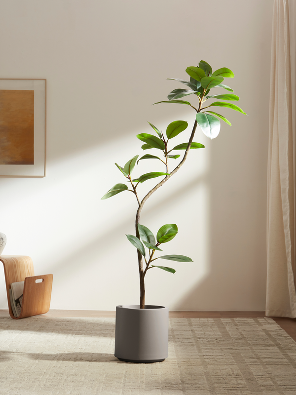 Sacred Ficus
