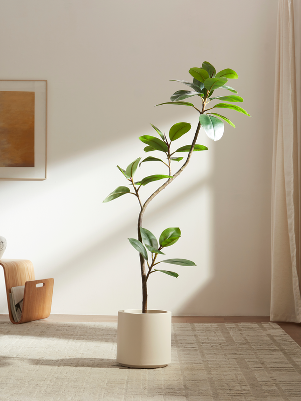 Sacred Ficus