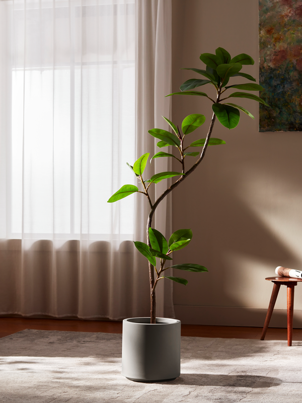 Sacred Ficus