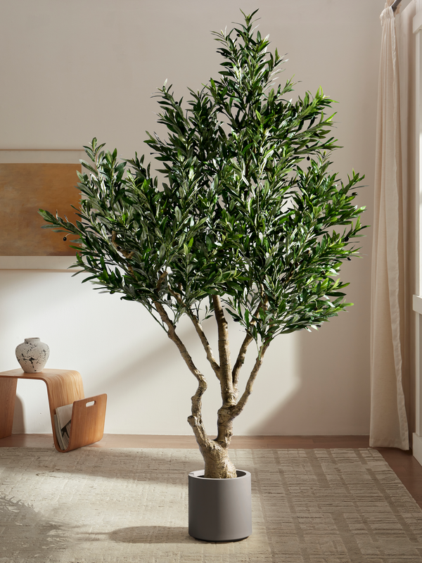 Tuscan Olive Lush
