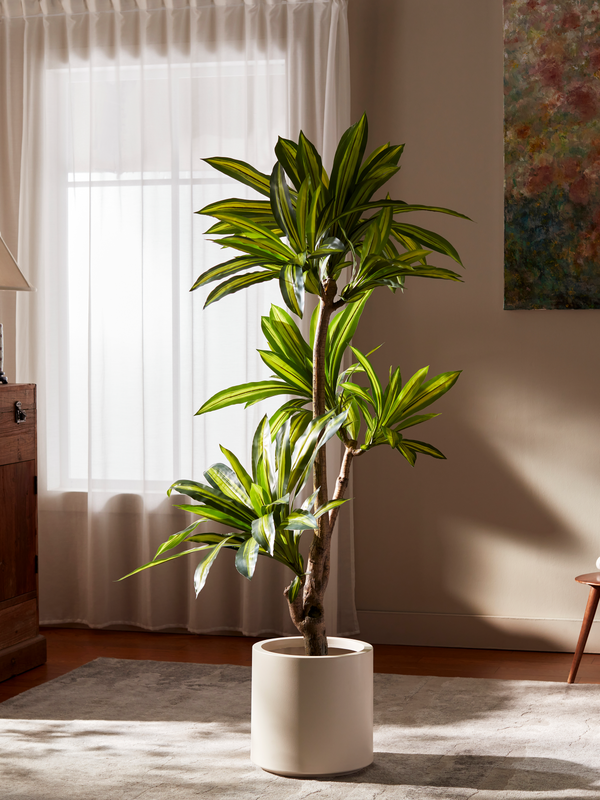 Amazon Ironwood in the Warm Stone planter