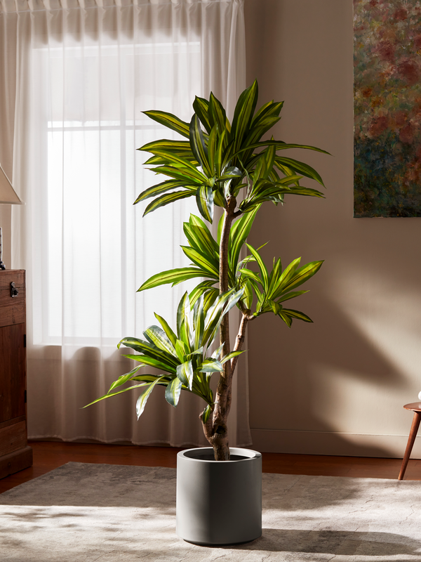 Amazon Ironwood