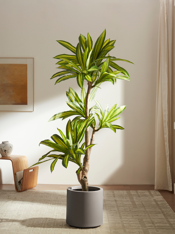 Amazon Ironwood