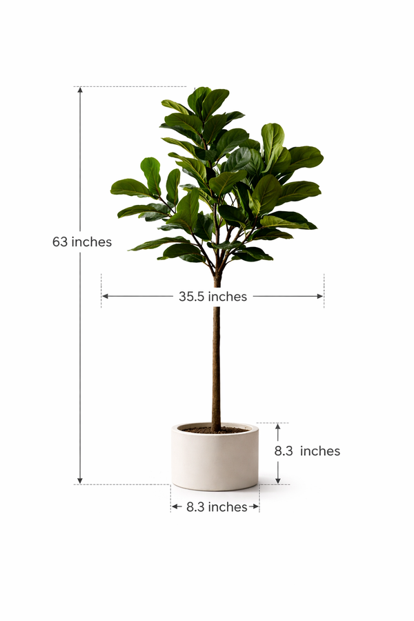 Iconic Ficus Fiddle