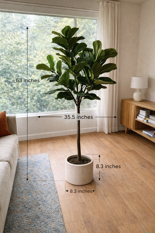 Iconic Ficus Fiddle