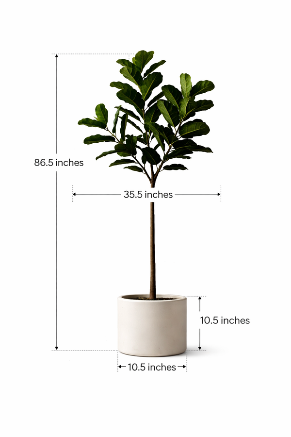Iconic Ficus Fiddle