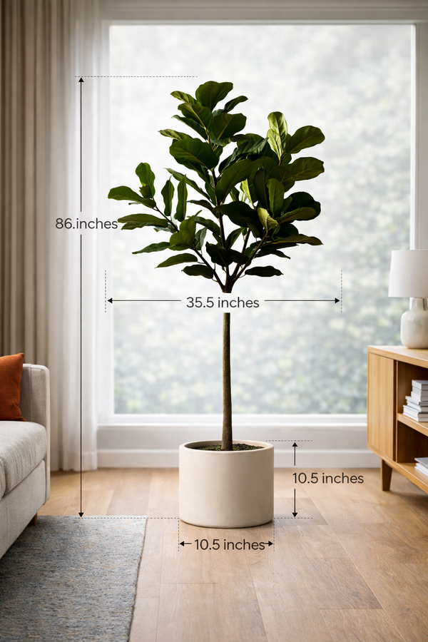 Iconic Ficus Fiddle