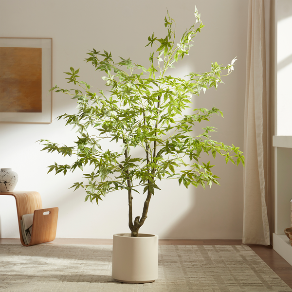 Green Maple