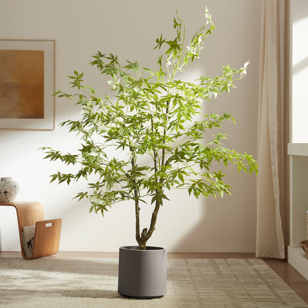 Green Maple