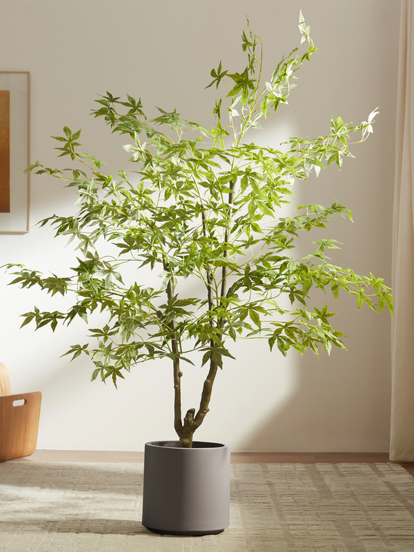 Green Maple