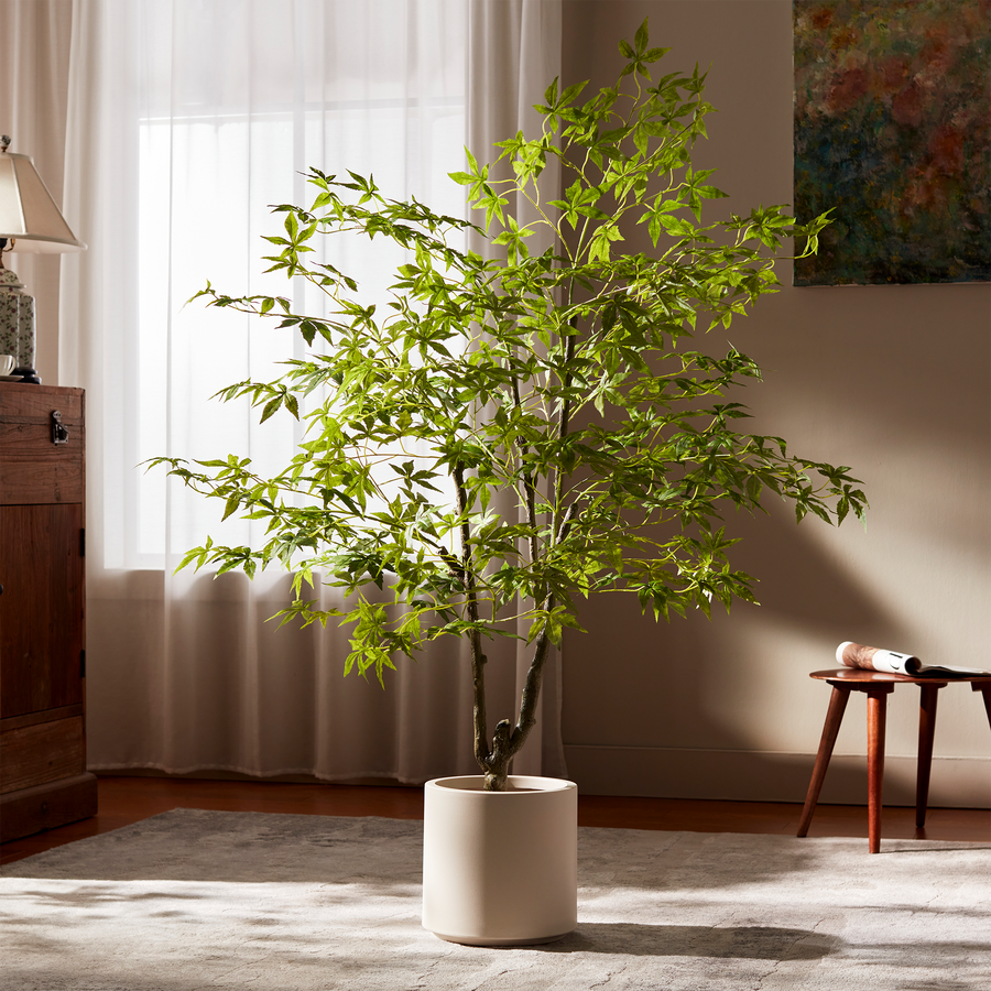 Green Maple by Rootless Plants