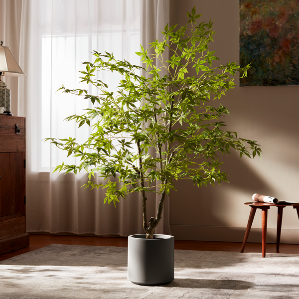 Green Maple