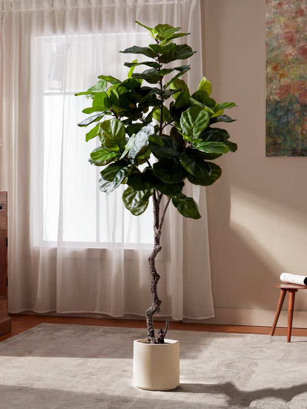 Iconic Ficus Fiddle