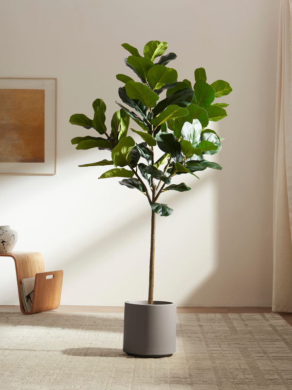 Iconic Ficus Fiddle