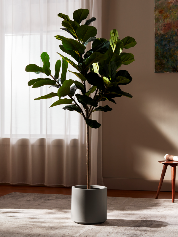Iconic Ficus Fiddle