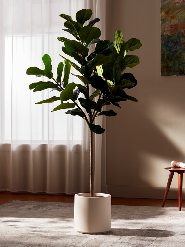 Iconic Ficus Fiddle