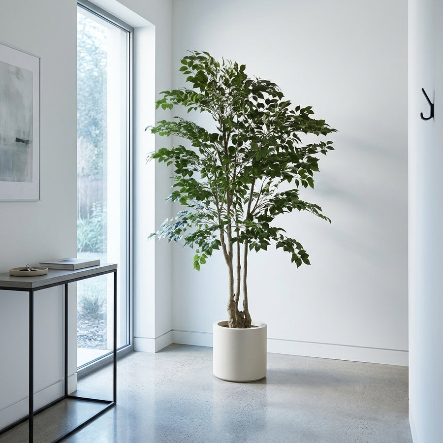 Risk-Free — Rootless Plants