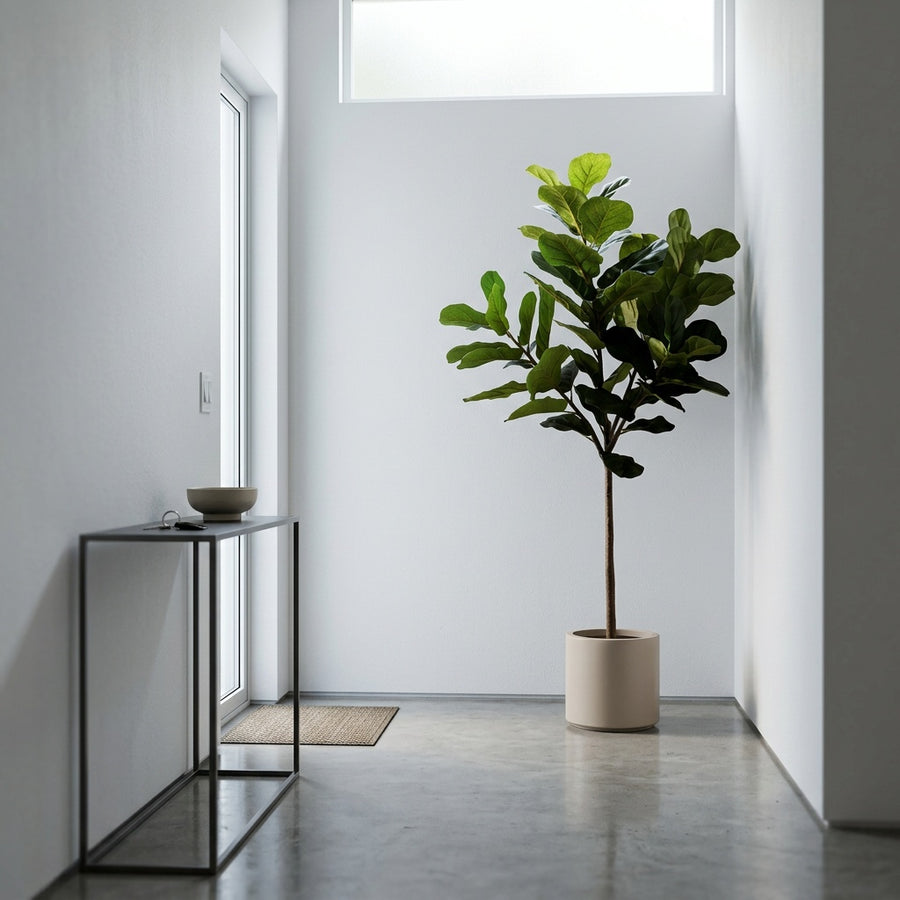 Risk-Free — Rootless Plants