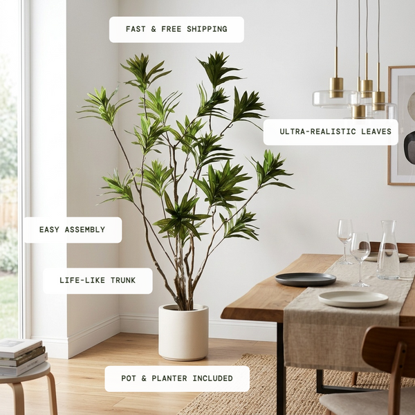 Reflexa Elegance