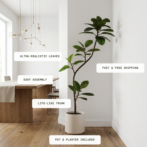 Sacred Ficus