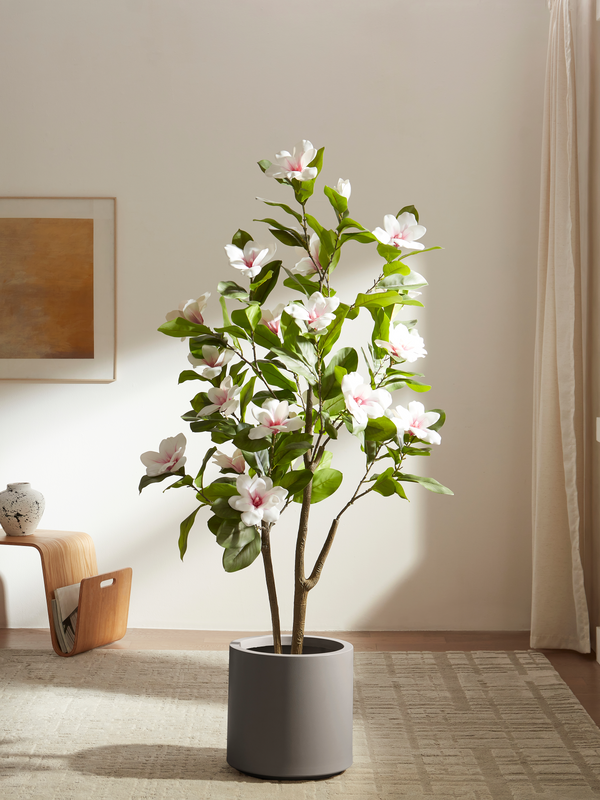 Magnolia Grace