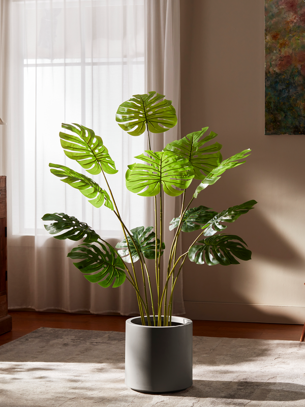 Monstera Statement