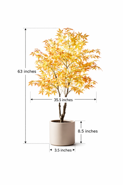 Yellow Heritage Maple
