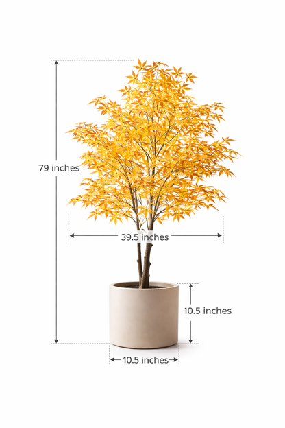 Yellow Heritage Maple